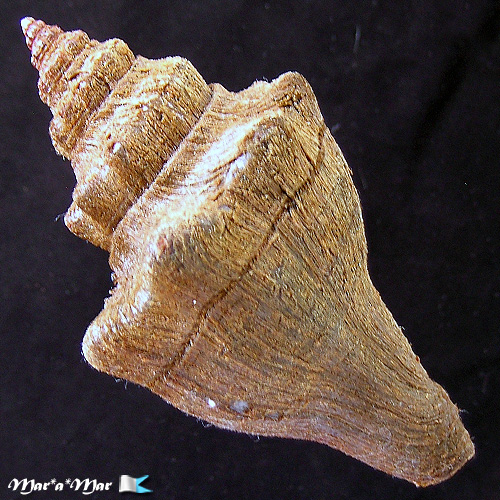 Alternative view of Pugilina tupiniquim Abbate & Simone, 2015