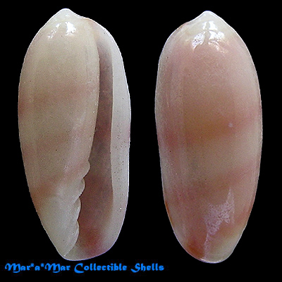 Volvarina avena (Kiener, 1834) - Image 2