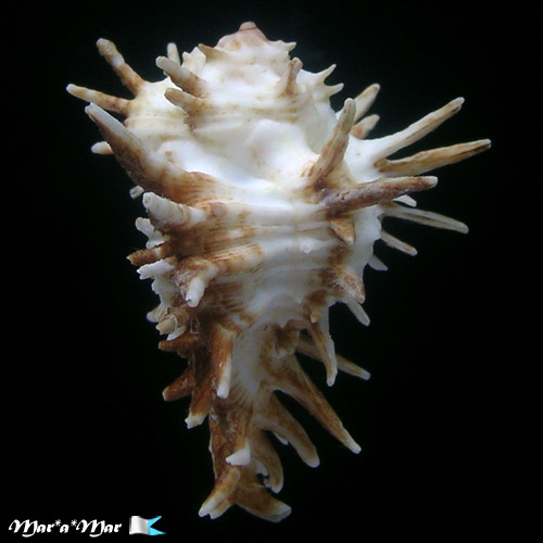 Homalocantha oxycantha (Broderip, 1833) - Image 3