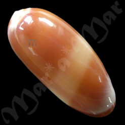 Alternative view of Volvarina rubella (C.B.Adams, 1845)