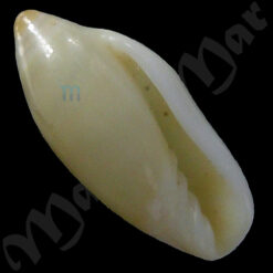 Volvarina sp.