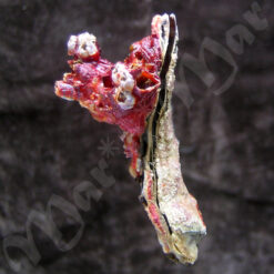 Alternative view of Malleus candeanus (d´Orbigny, 1842)