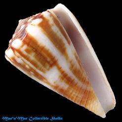 Alternative view of Conus gladiator Broderip, 1833