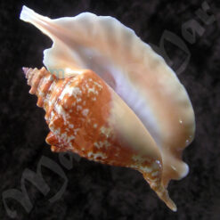 Strombus gallus Linnaeus, 1758