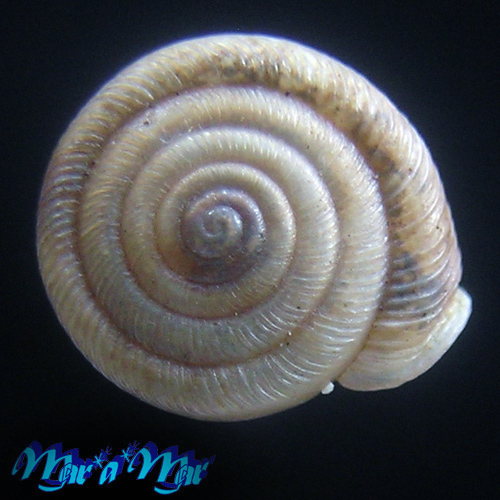 Alternative view of Polygyra plana bahamensis Vanatta, 1919