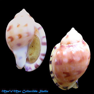 Phalium labiatum iheringe Carcelles, 1953