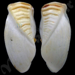 Alternative view of Sphaenia hatcheri Pilsbly, 1899