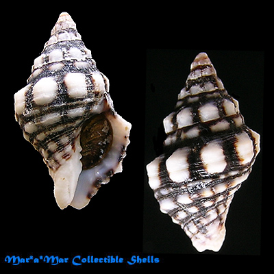 Leucozonia ocellata (Gmelin, 1791)