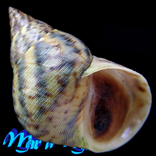 Littorina angulifera (Lamarck, 1822)