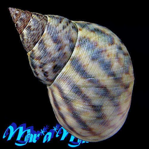 Alternative view of Littorina angulifera (Lamarck, 1822)