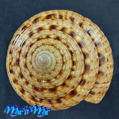 Architectonica nobilis Röding, 1798 - Imagem 2