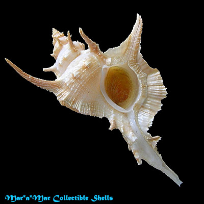 Chicoreus tenuivaricosus carioca (Vokes,1968)