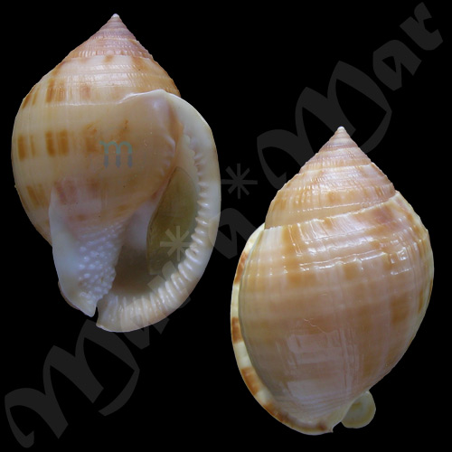 Semicassis granulatum peristephes P. & McGinty, 1939