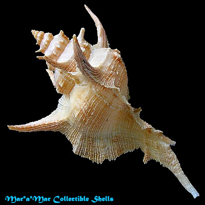 Chicoreus tenuivaricosus carioca (Vokes,1968) - Image 2