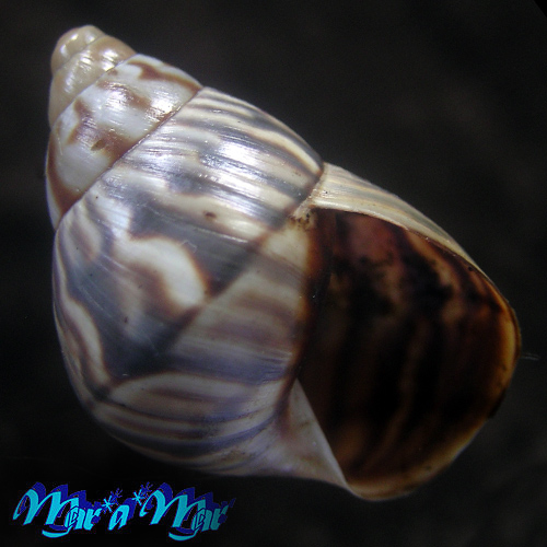 Orthalicus  undatus (Guilding, 1828)