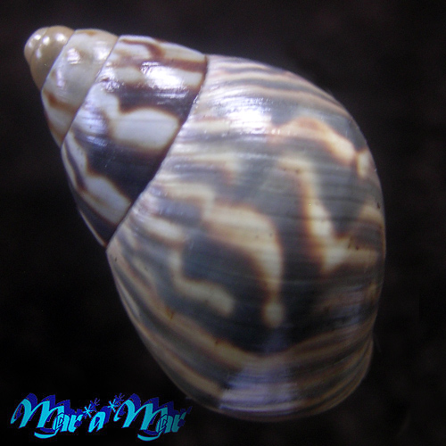 Alternative view of Orthalicus  undatus (Guilding, 1828)