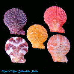 Chlamys benedictii (Verril & Bush, 1897)*