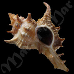Chicoreus senegalensis (Gmelin, 1790)