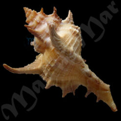 Chicoreus senegalensis (Gmelin, 1790) - Imagem 2