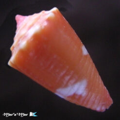 Alternative view of Conus (Conasprella) delucai (Coltro, 2004)