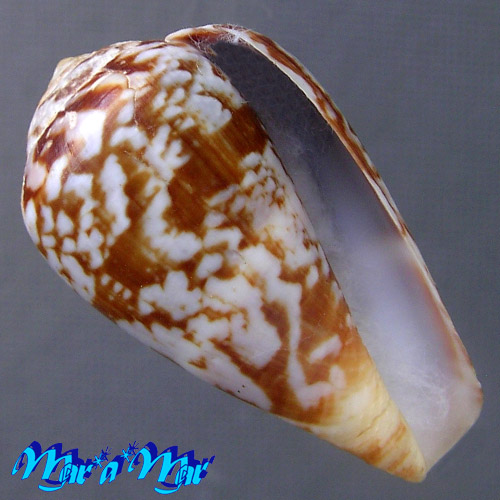 Conus guinaicus Hwass, 1792