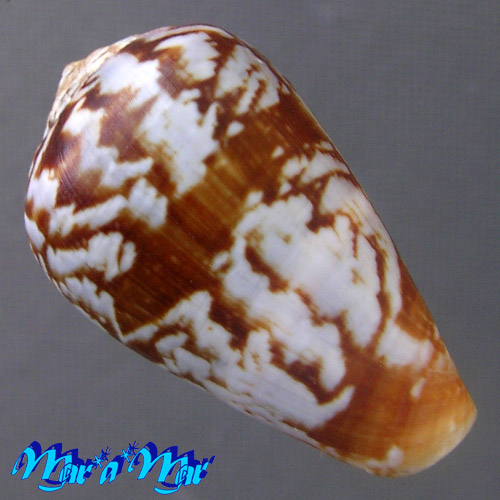 Alternative view of Conus guinaicus Hwass, 1792