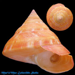 Perotrochus anseeuwi Kanazawa & Goto, 1991