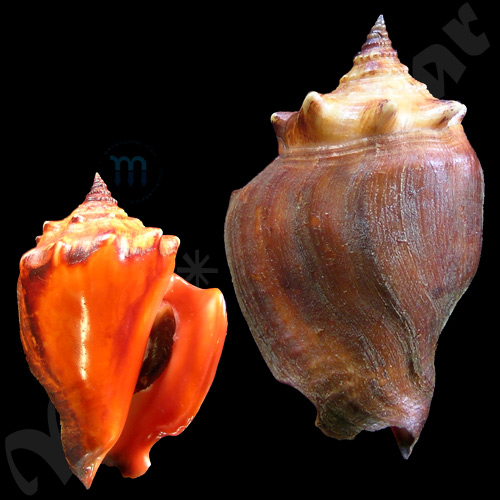 Strombus pugilis worki Linnaeus, 1758