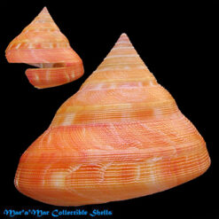 Alternative view of Perotrochus anseeuwi Kanazawa & Goto, 1991