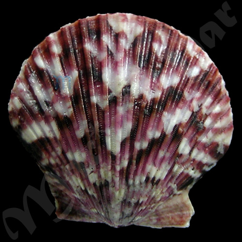 Argopecten gibbus Linaeus, 1758