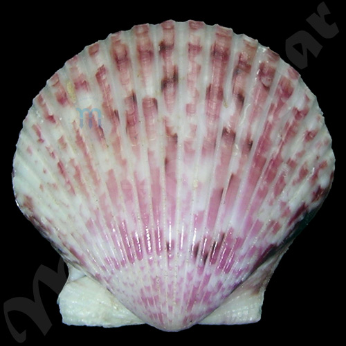 Argopecten gibbus Linaeus, 1758 - Imagem 2