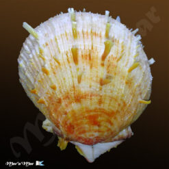 Spondylus ictericus Reeve, 1856