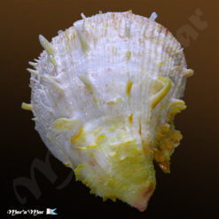 Spondylus ictericus Reeve, 1856 - Imagem 2
