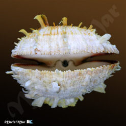Spondylus ictericus Reeve, 1856 - Imagem 3
