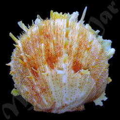 Spondylus ictericus Reeve, 1856
