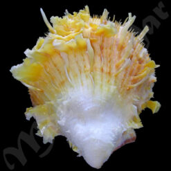 Spondylus ictericus Reeve, 1856 - Imagem 2