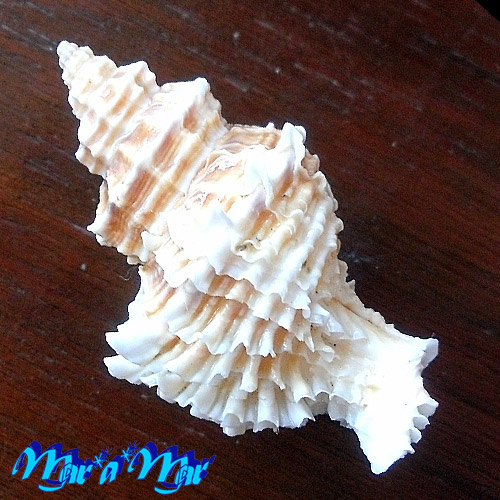 Alternative view of Latiaxena fimbriata Hinds, 1844