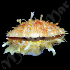 Spondylus ictericus Reeve, 1856 - Imagem 3