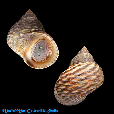 Littorina fasciata (Gray, 1839)