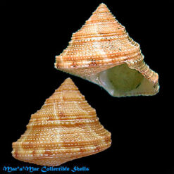 Calliostoma cf. adspersum (Philippi, 1851)