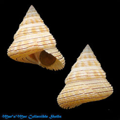 Calliostoma gemmosum (Reeve, 1842)
