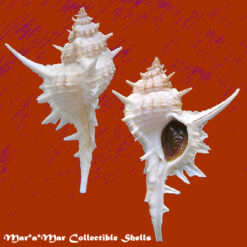 Siratus formosus (Sowerby, 1841)