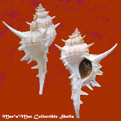 Siratus formosus (Sowerby, 1841)