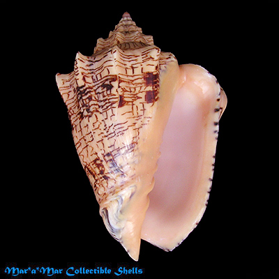 Voluta ebraea Linnaeus, 1758