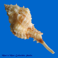 Alternative view of Siratus coltrorum E. Vokes, 1991