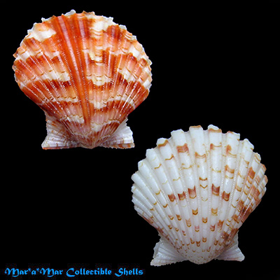 Argopecten noronhensis (E. A. Smith, 1885)