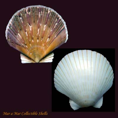 Pecten ziczac (Linnaeus, 1758)*