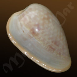 Bullata analuciae Souza & Covert, 2001