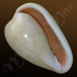 Bullata analuciae Souza & Covert, 2001 - Imagem 2
