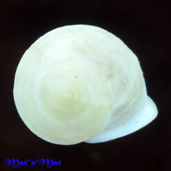 Helicina caracola (Moricand, 1836)